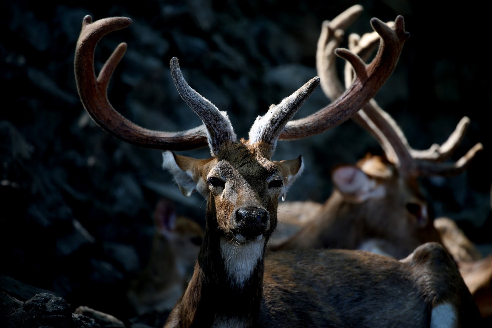 Rally Città di Cagliari nei boschi dei Sette Fratelli: “Disturba i cervi e altri animali protetti”