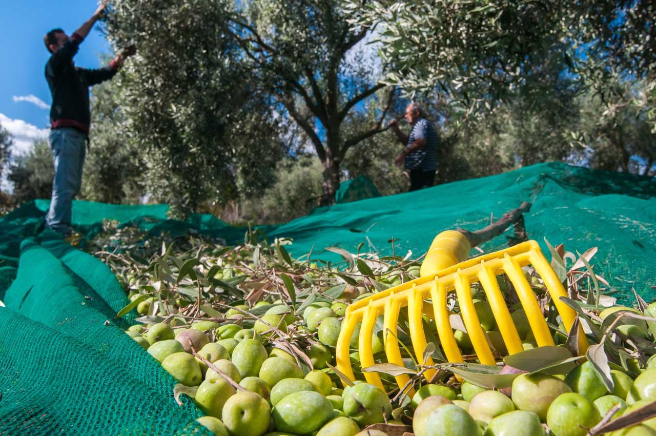 Quartu punta anche sulle olive, progetti a Molentargius per disoccupati e “fragili”