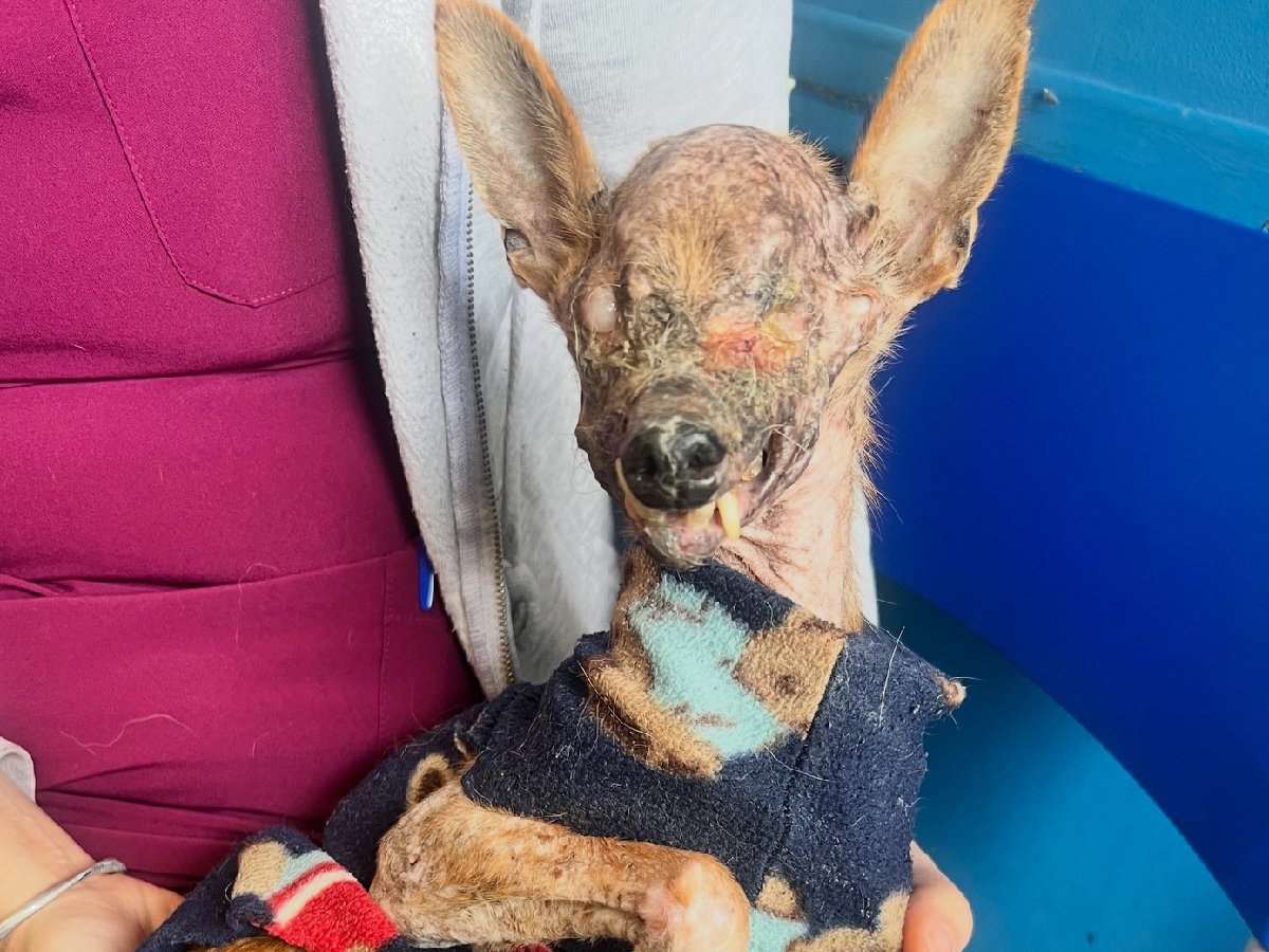 Cane pelleossa e moribondo salvato a Quartu: “Aiutateci a far vivere nonno Angelo”