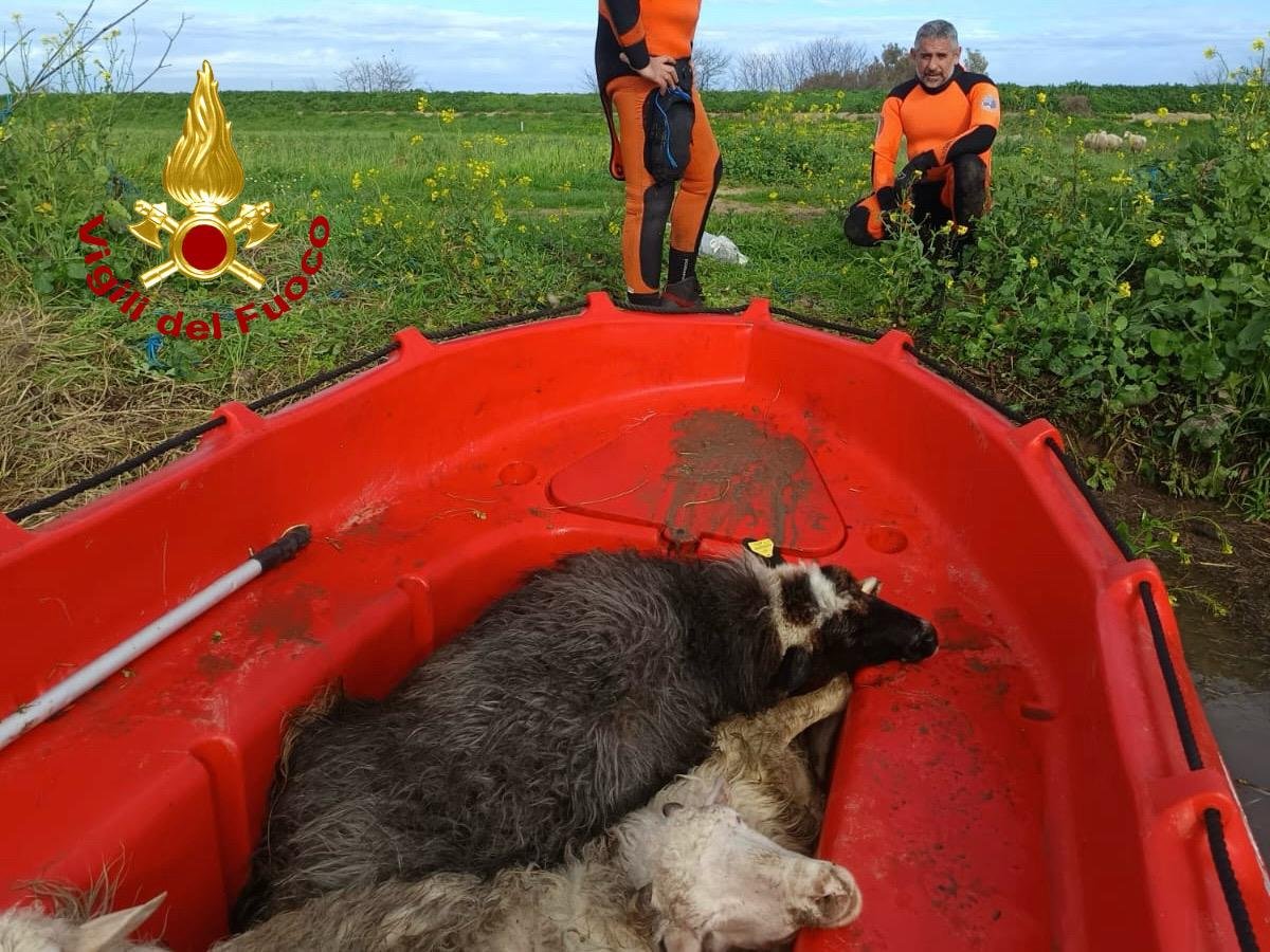 Maltempo, missione dei Vigili del fuoco di Cagliari: salvato un gregge nell’Oristanese