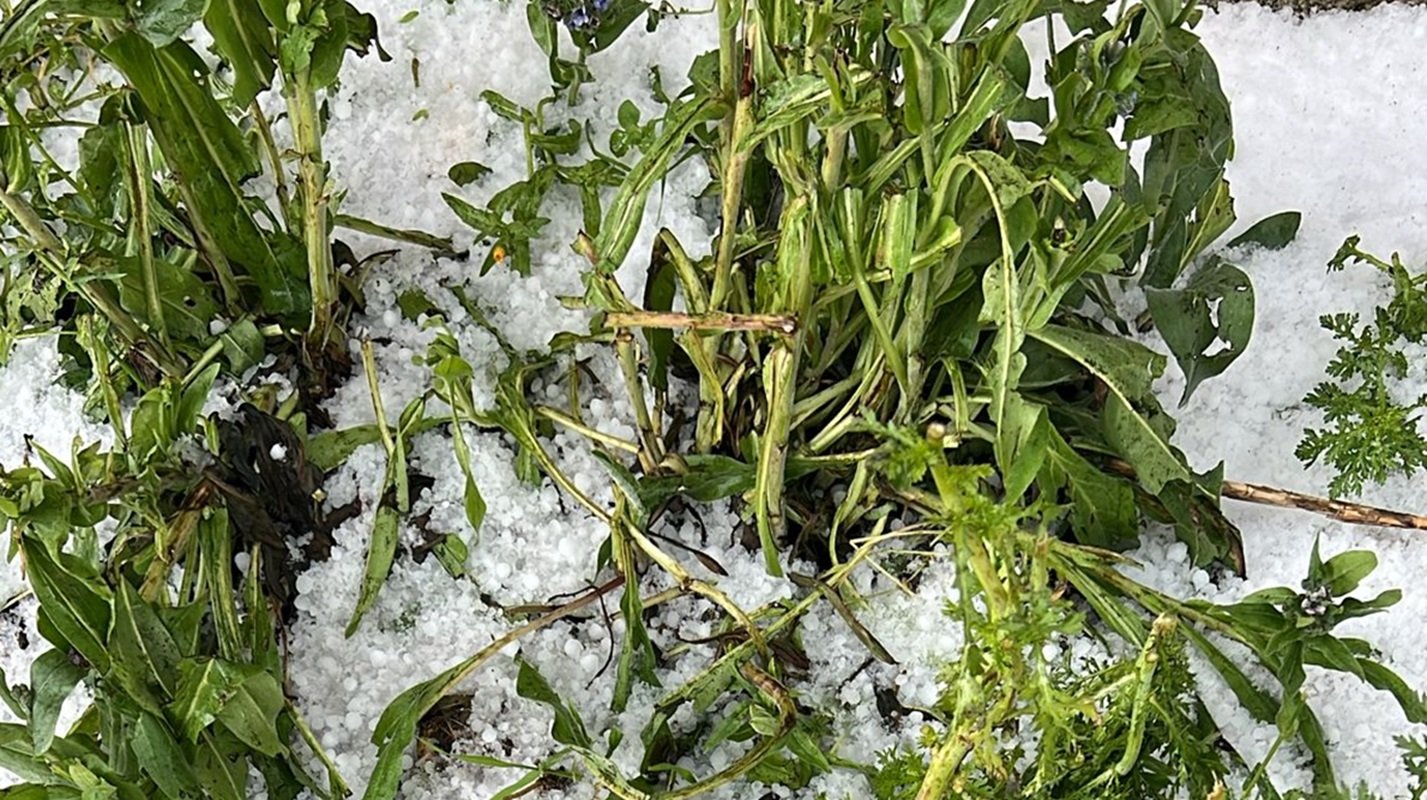 Maltempo killer da Quartu a Maracalagonis: la grandine gela i vigneti