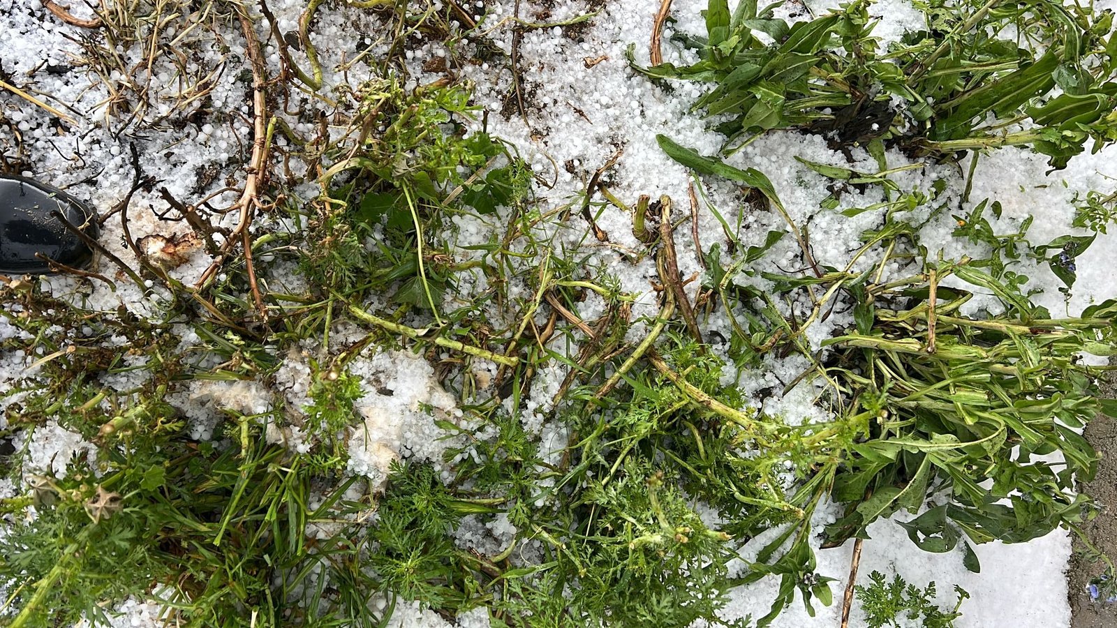 Maltempo in Sardegna, vigneti sotto assedio: cresce l’allarme tra gli agricoltori