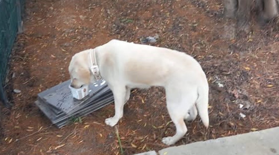 Pasqua a Cagliari: salvati un cagnolino e un gattino