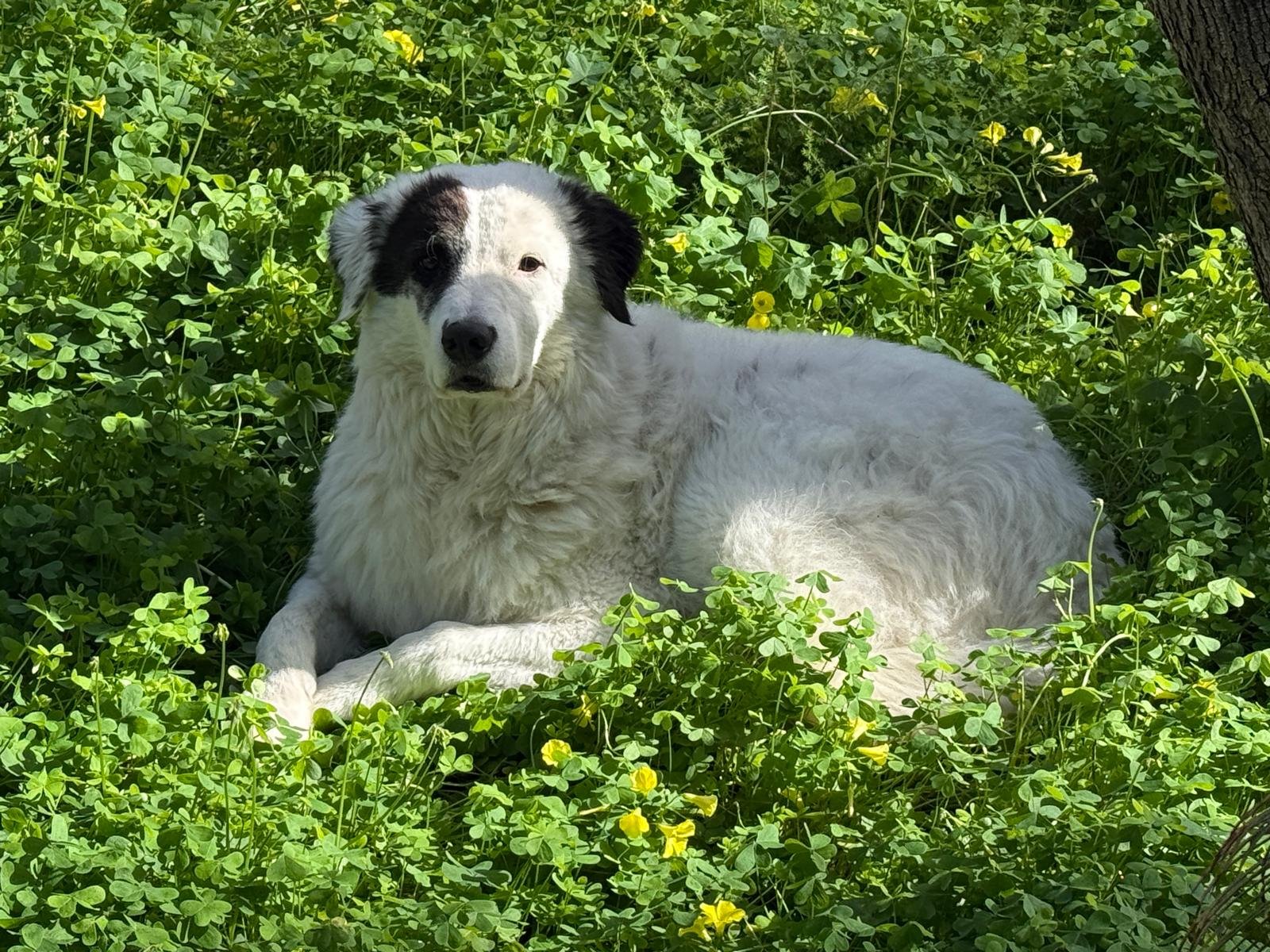 Continua l’impegno del Comune per il benessere animale: cresce il numero delle adozioni e c’è un nuovo Microchip Day
