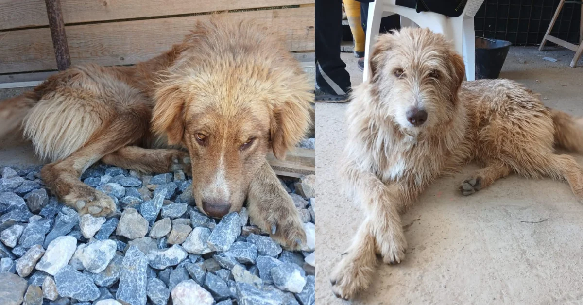 Il cantiere dove sono cresciuti sta per chiudere: due bellissimi e giovani maremmano-fonnese rischiano il canile