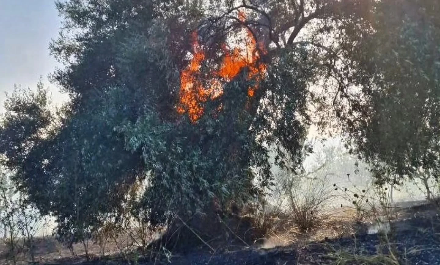 Inferno di fuoco a Tuili: in cenere 3 ettari di mandorleti e ulivi secolari