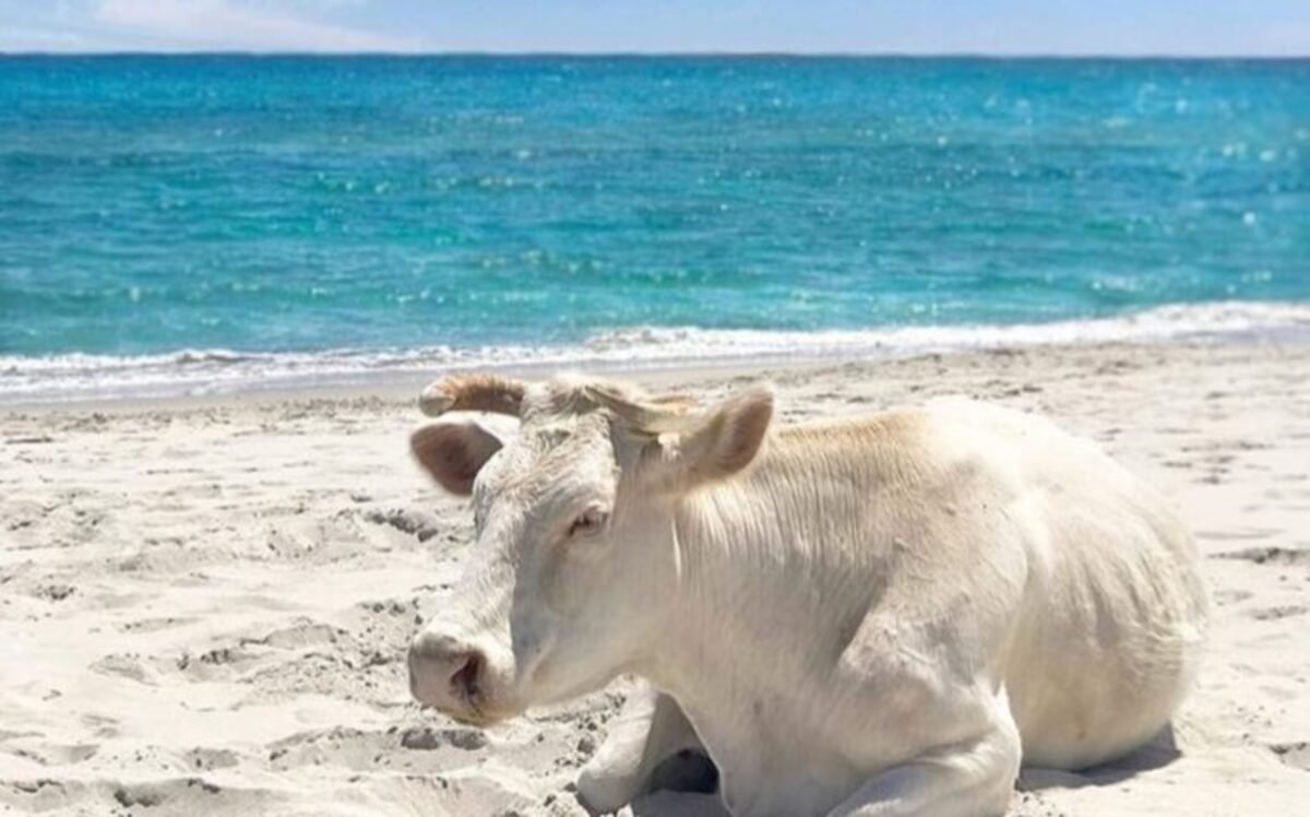 I bagni di sabbia delle mucche: in Sardegna ci sono due spiagge dove le vacche scendono fino al mare per trovare refrigerio