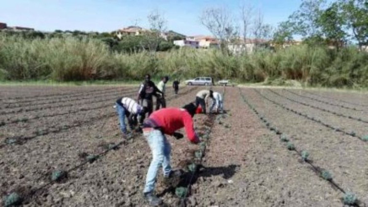 L’ombra del caporalato in Sardegna: 1.362 lavoratori irregolari scoperti in un anno accendono il faro sulla legalità nell’Isola