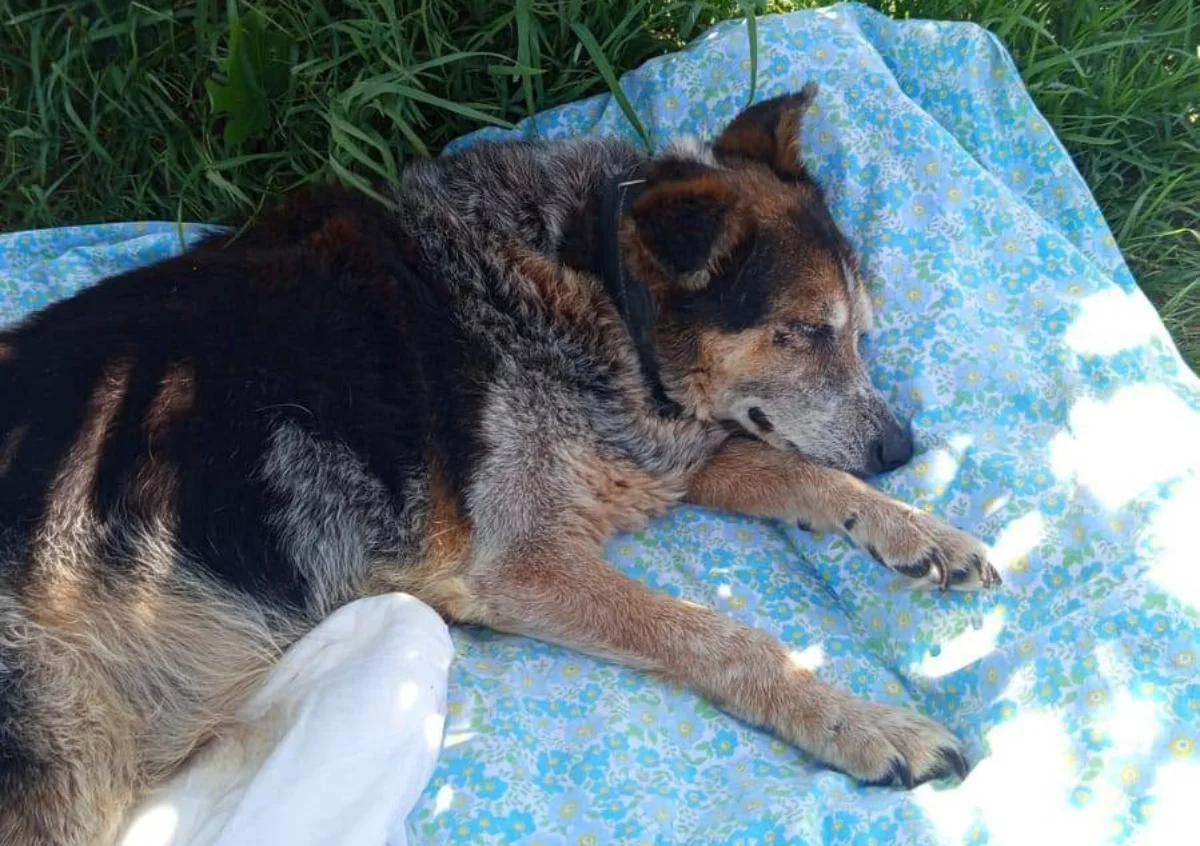 Dopo 14 anni trascorsi in canile, oggi è un cane anziano e paraplegico: l’appello del cuore per Nonno Alberto