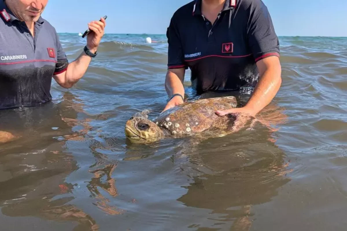Tartaruga marina ferita trovata al Poetto: salvata dai Carabinieri