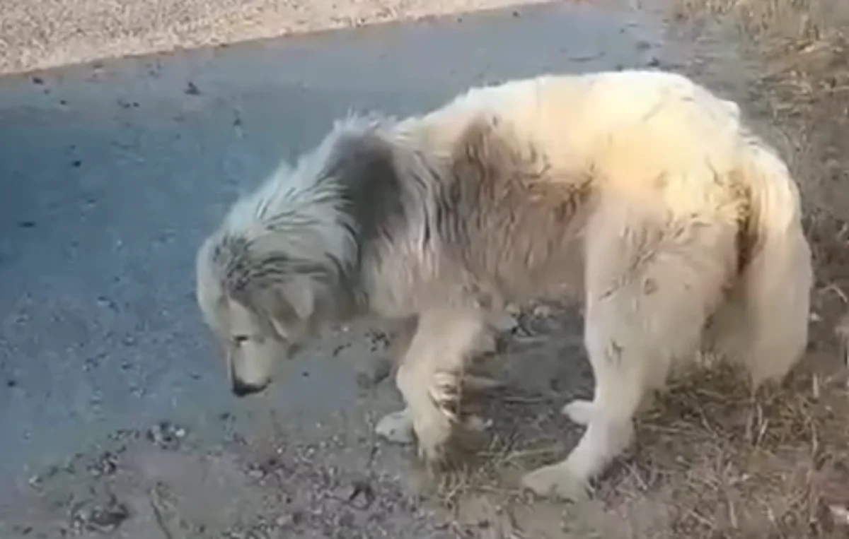 Usati e abbandonati: il tragico destino dei cani da pastore in Sardegna. La triste storia di Gioele