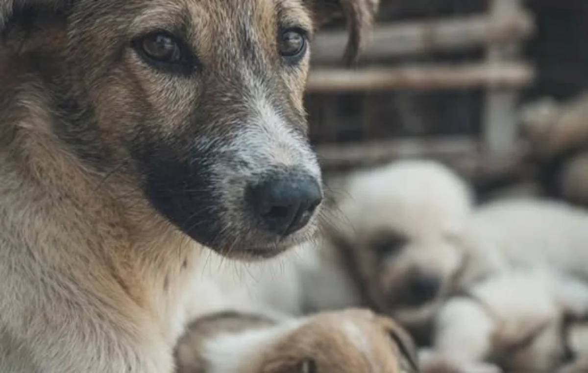 Olbia, il sindaco “vieta” il cibo ai cani della zona industriale. La Lida: «L’ordinanza serve a salvarli»