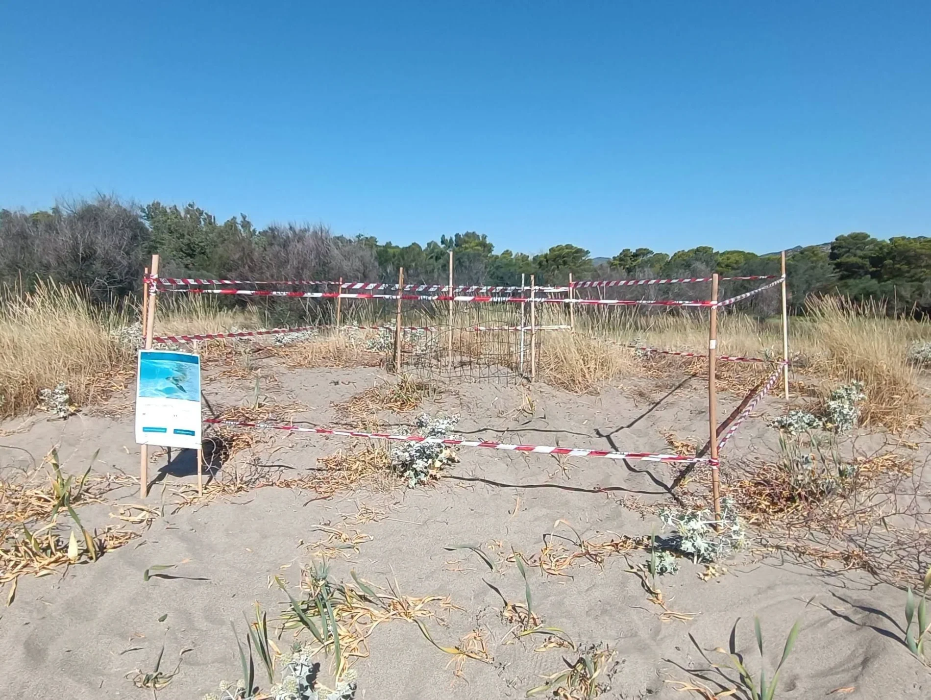Il primo nido di tartaruga Caretta caretta della stagione: ecco in quale spiaggia sarda si trova