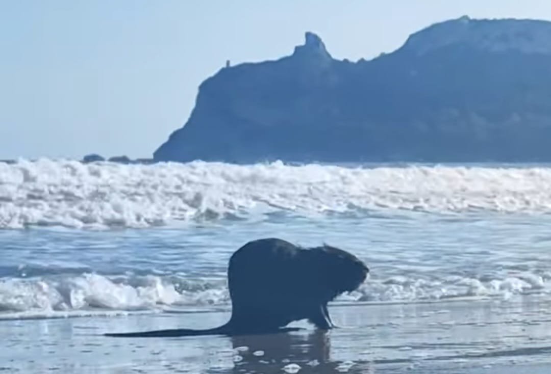 L’invasione delle nutrie in Sardegna: al via il piano regionale per il contenimento di una specie aliena tra rischi ambientali e sicurezza pubblica