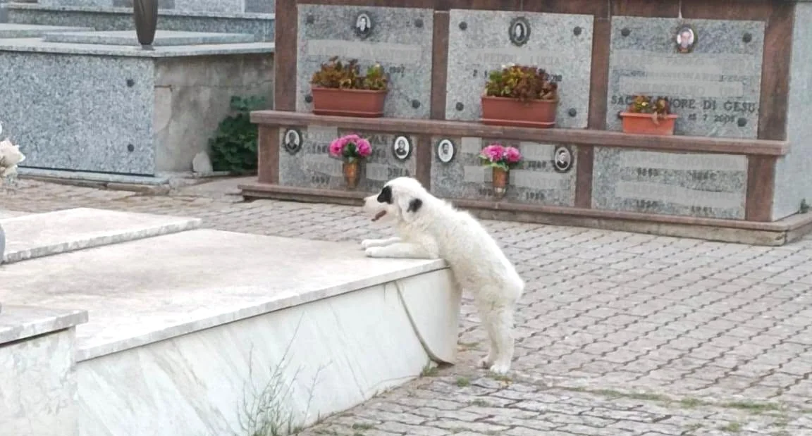 Abbandonato al cimitero di Olbia: cucciolo di neanche 2 mesi trovato solo tra le tombe