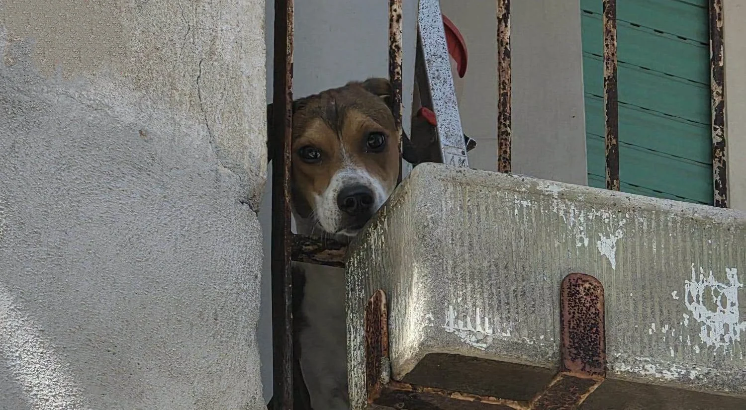 Chiuso in balcone con 40 gradi, Bingo tentava di sopravvivere leccando la condensa dei condizionatori