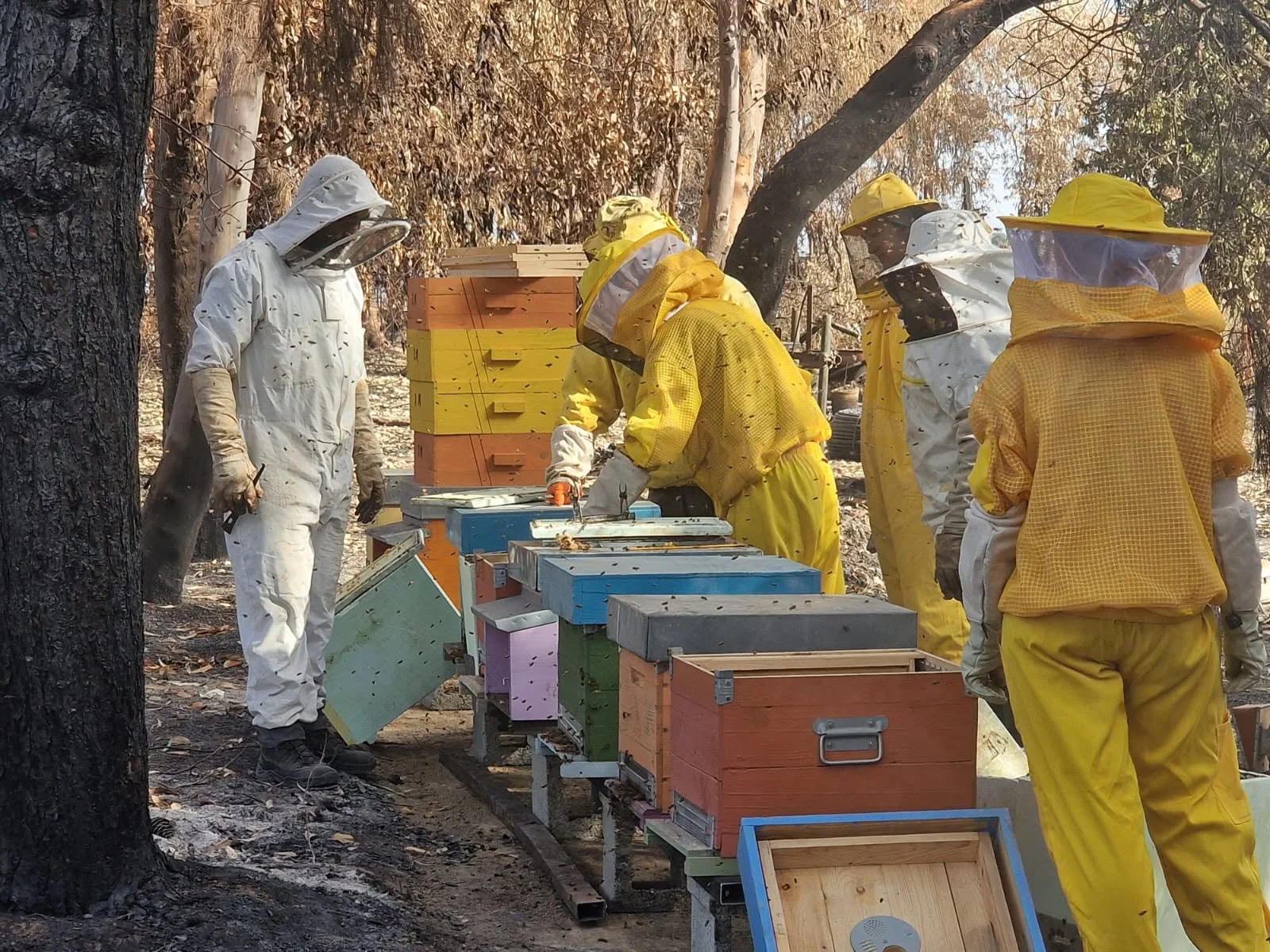 Incendio tra Monserrato e Selargius stermina oltre 750.000 api: cittadini uniti per salvare le superstiti