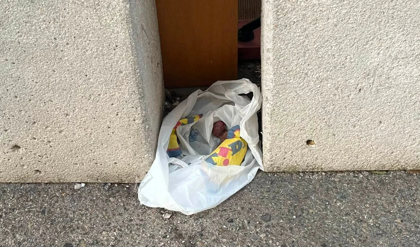 Cagliari: gattino appena nato chiuso in una busta abbandonato davanti a un ristorante. Il cucciolo è morto