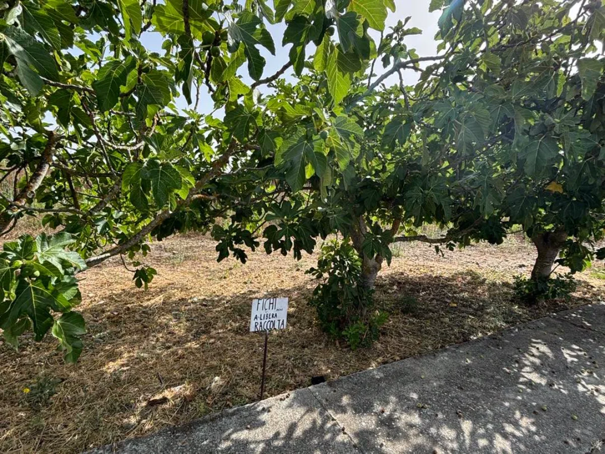 Fichi “a libera raccolta”, per tutti: a San Gavino il bellissimo gesto di generosità d’altri tempi