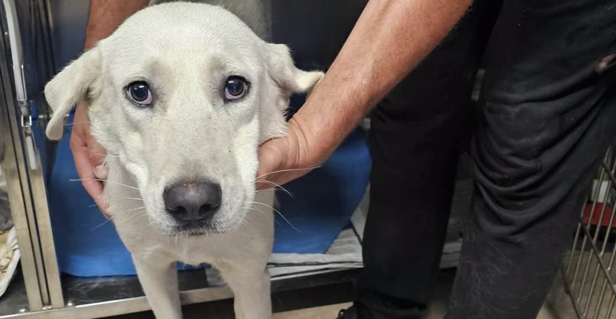 Quell’inconfondibile sguardo dell’abbandono e del dolore: Pina, abbandonata come uno straccio vecchio