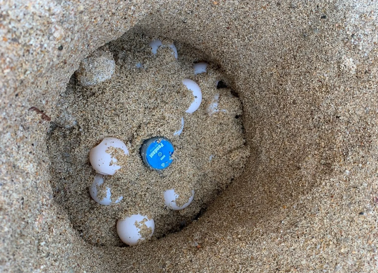 Solanas: scoperto il terzo nido di Caretta caretta in Sardegna, messe in salvo 53 uova