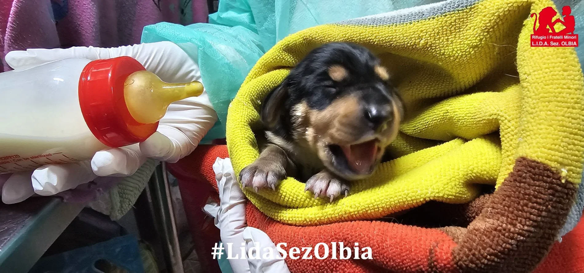 Appena nati chiusi in un sacchetto e buttati nell’immondizia: morti soffocati 4 cuccioli, se ne salva solo una
