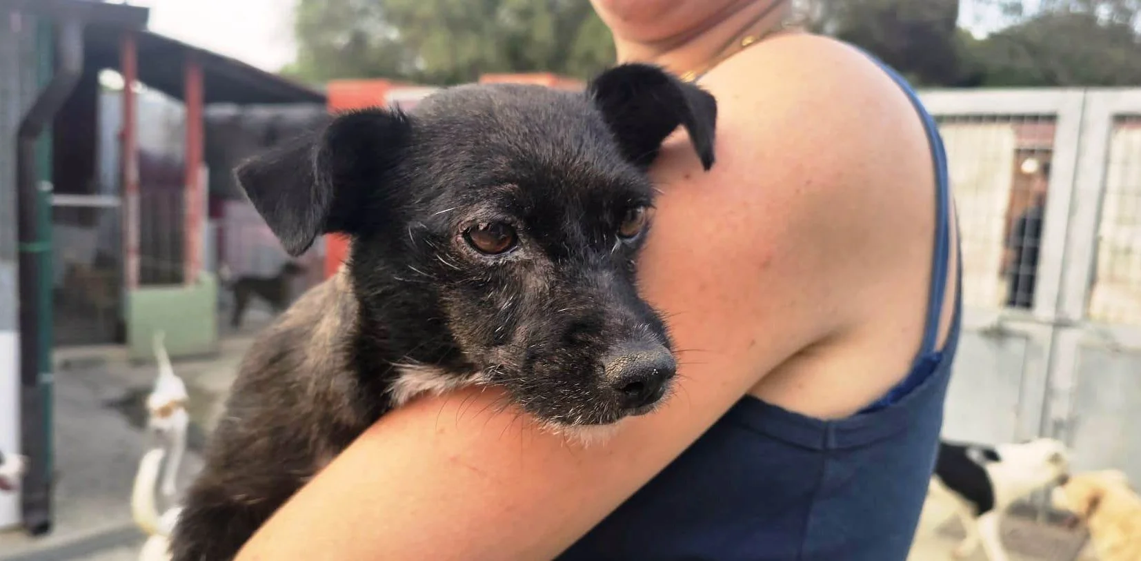 “Hanno abbandonato una cagnolina anziana, aiutateci”: Nonna Sabatina, trovata in un capannone con febbre e rogna