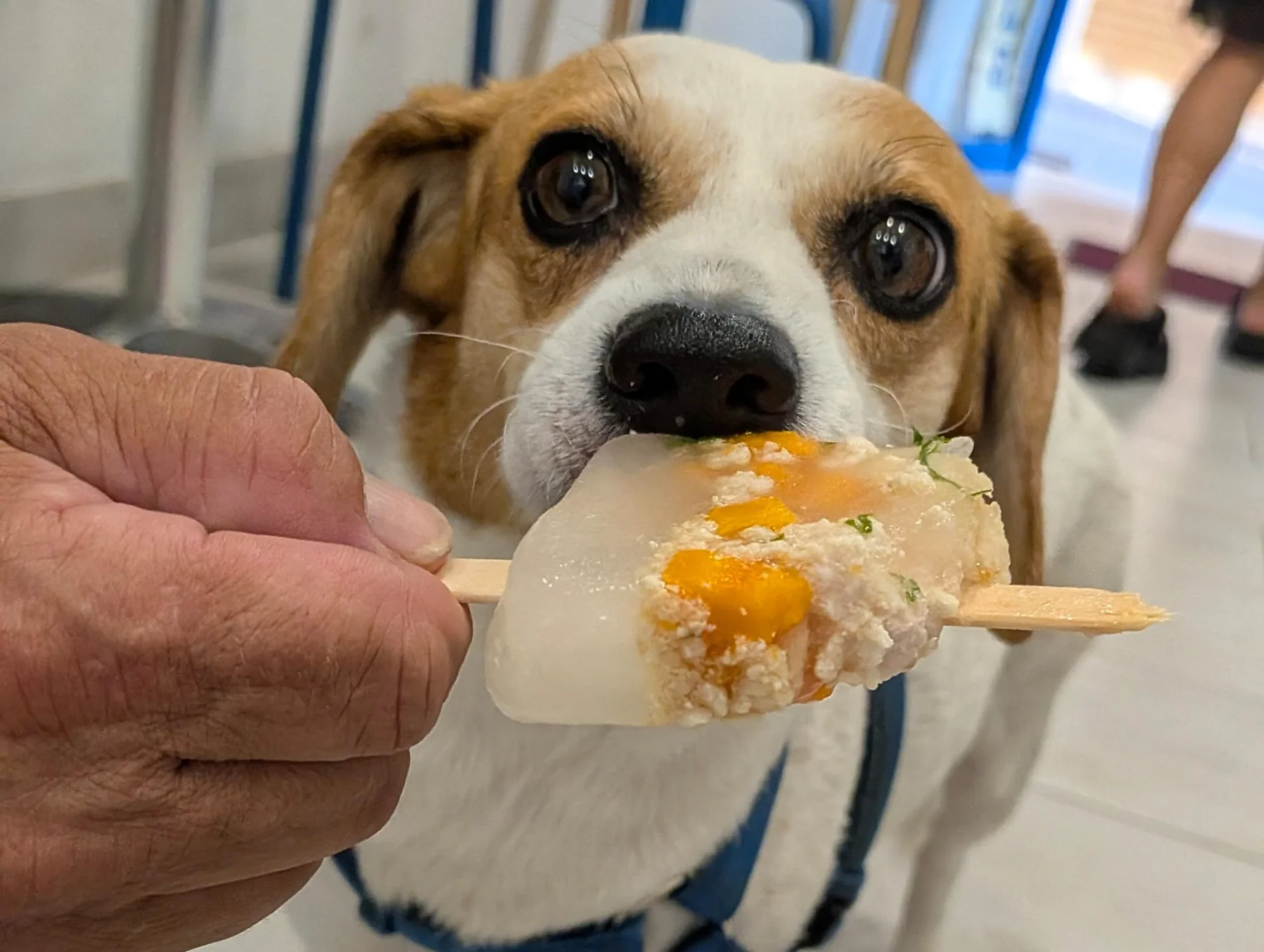Un ghiacciolo alla carne per cani: la rivoluzione golosa e 100% naturale di una gelateria di Cagliari