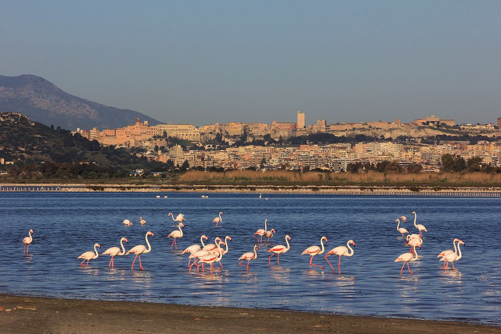 Negli stagni di Cagliari i fenicotteri sono diminuiti? La macchia rosa si sposta ma per ora torna sempre