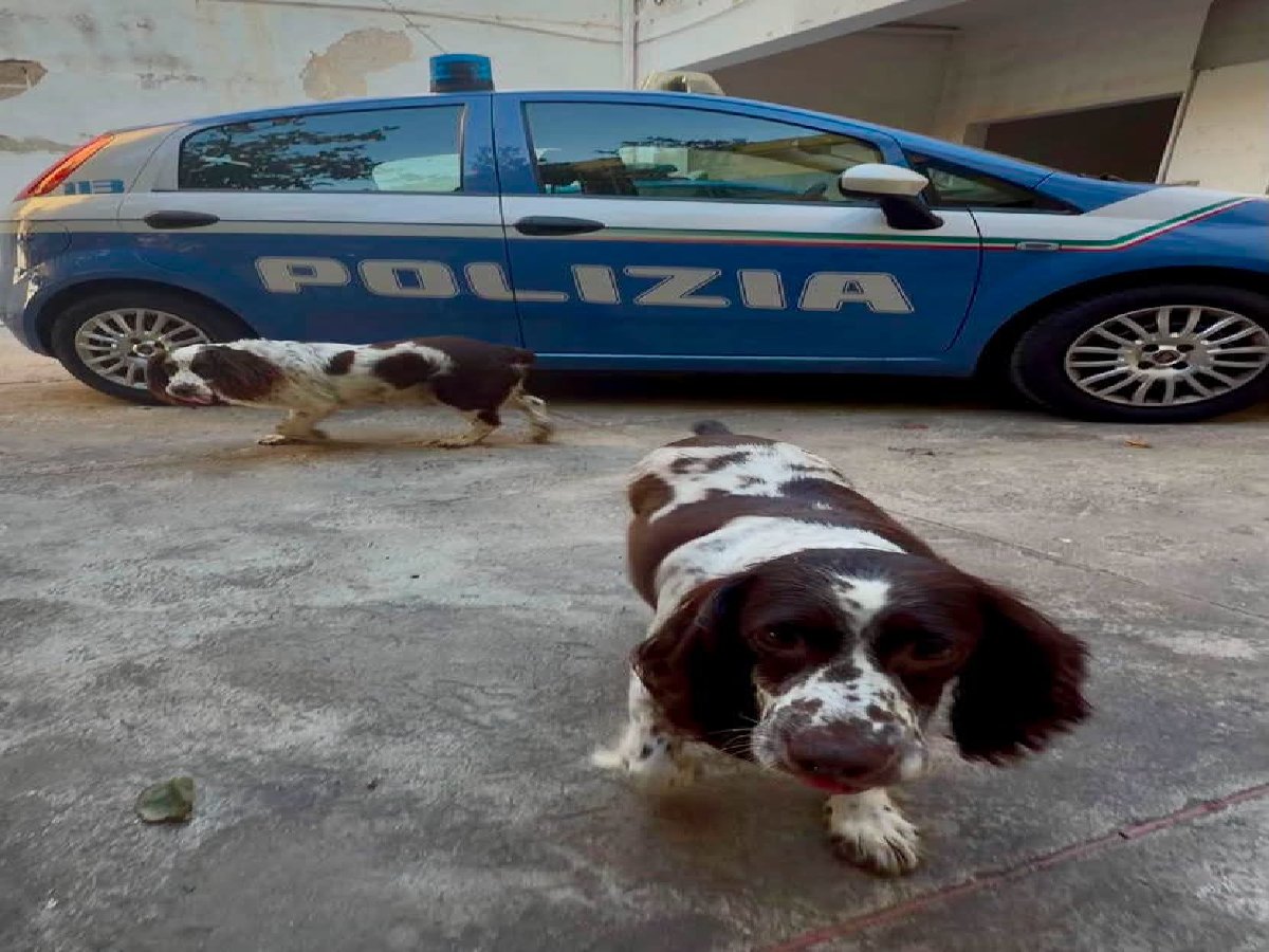 Quartu, dalla strada alle coccole dei poliziotti: lieto fine per due cani smarriti
