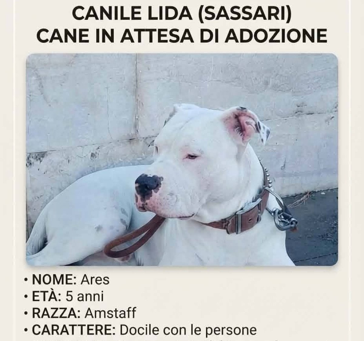 La fedeltà oltre la morte a Sassari: l’Amstaff Ares attende il padrone scomparso e cerca una nuova famiglia per evitare il canile
