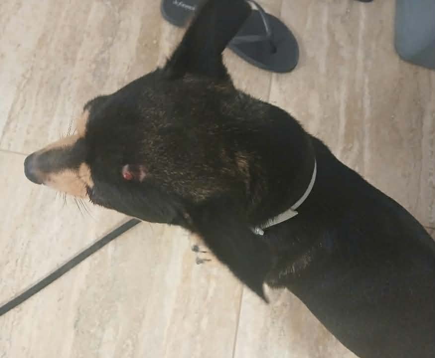 Quartu, cane aggredito all’uliveto di via Ischia: “Ho rischiato la vita per salvarlo”