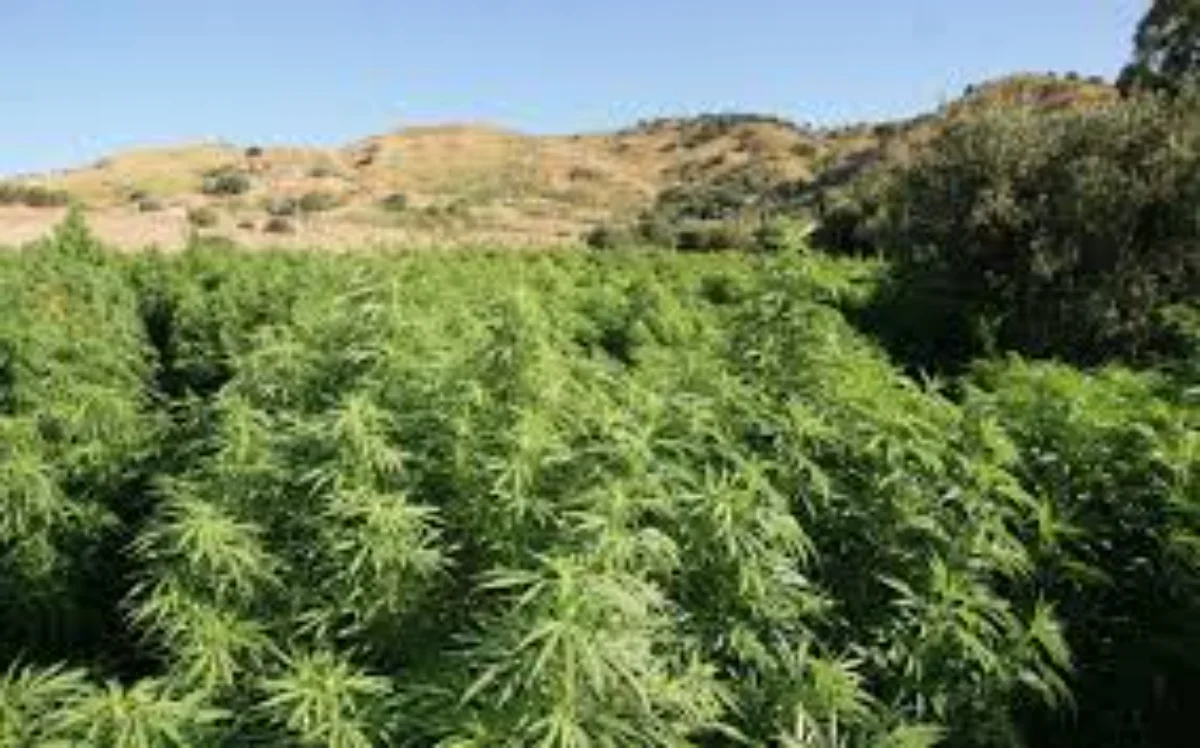 Giro di vite contro la droga nel Nord Sardegna: maxi sequestro di 11.500 piante di cannabis e un arresto