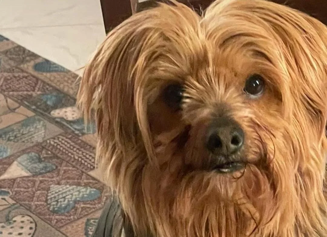 Un’adozione del cuore per Kikko: il cagnolino cerca casa dopo l’ingresso dell’anziana padrona in una struttura