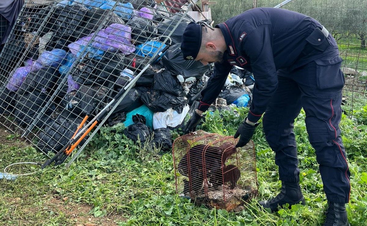 Canile lager con 120 cani a Quartu, assolte madre e figlia: “Pensavano di aiutarli”