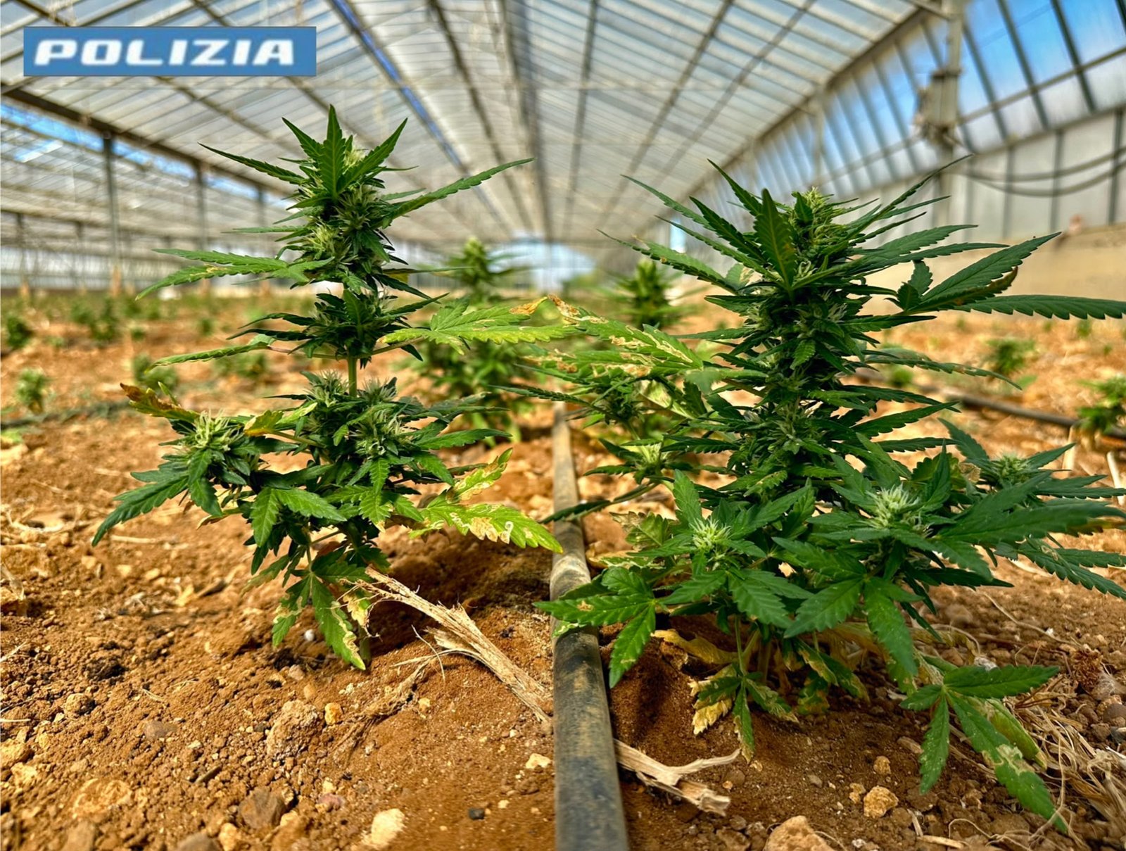 Assemini, scoperta una piantagione con 8.800 piante di marijuana: due arresti