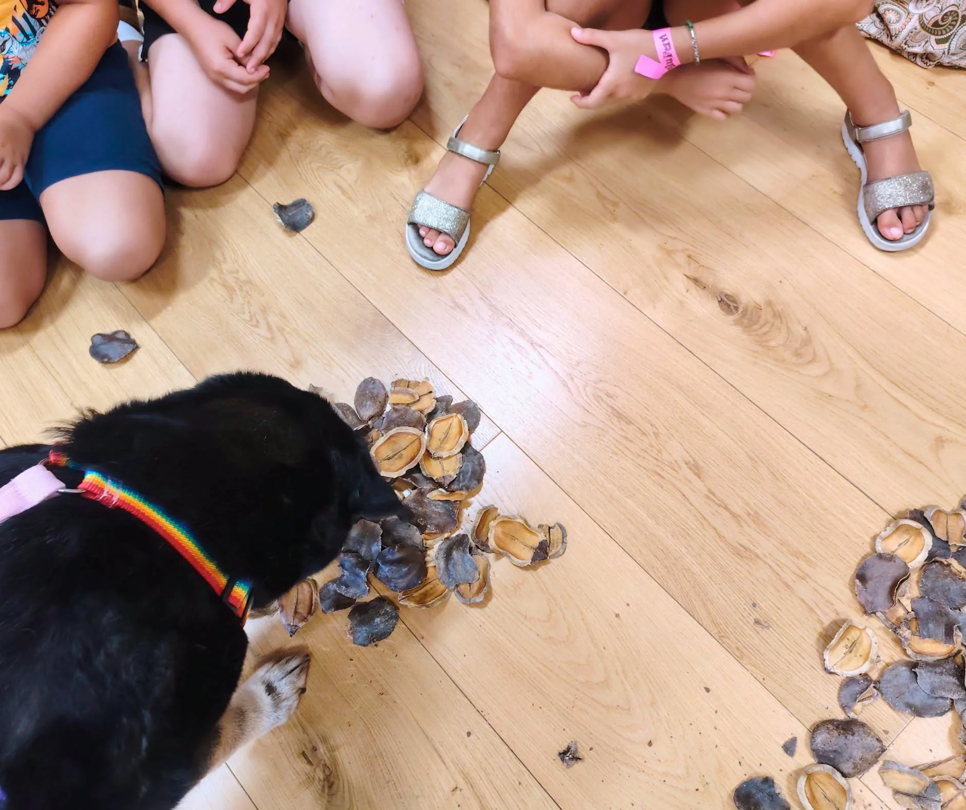 Apre a Selargius il primo Centro Pet Therapy della Sardegna: il primo dell’Isola dedicato agli Interventi Assistiti con gli Animali