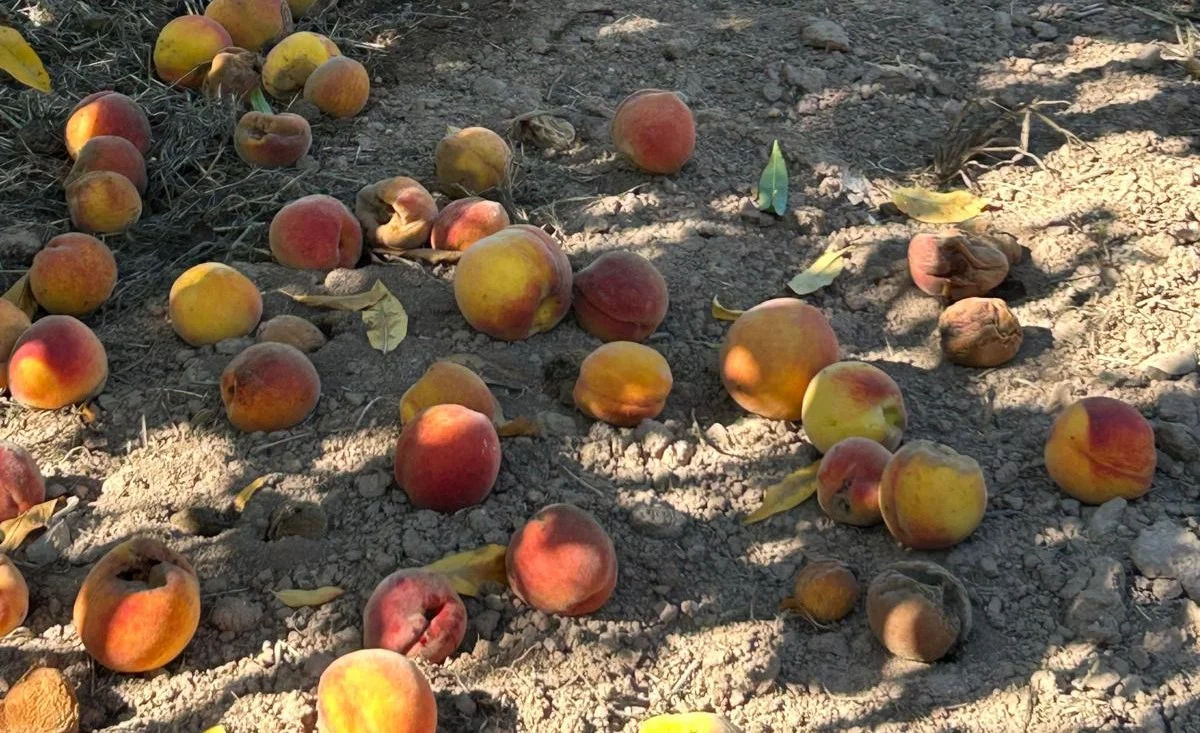 Caldo killer nel Medio Campidano: crolla la produzione delle pesche e ora tremano gli agrumi