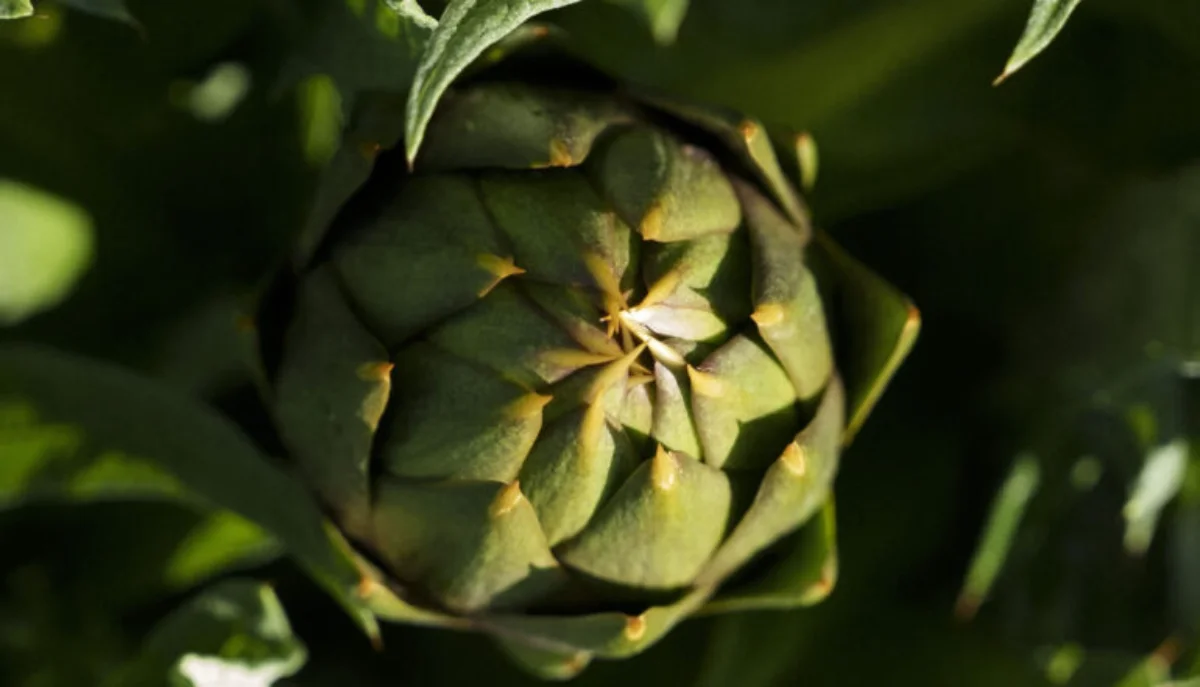 Dal Campidano ai mercati di tutta Italia: così la Cooperativa Agricola Ortofrutticola Villasor guida la filiera del carciofo sardo
