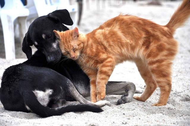 Quartu sempre in  campo per il benessere animale, riparte la campagna di sterilizzazione dedicata a cani e gatti