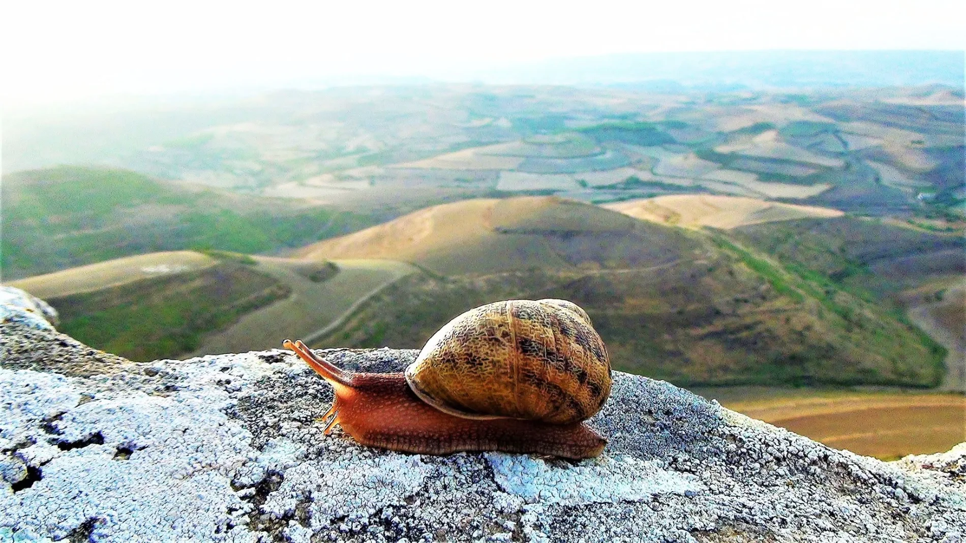 A Gesico tornano la Sagra della Lumaca e la Festa di Sant’Amatore: 4 giorni tra tradizione, devozione, gastronomia