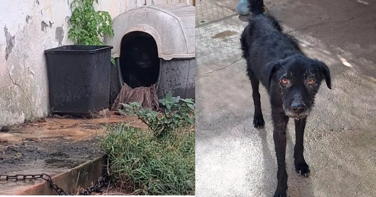 Legato a una catena da anni, senza cure né riparo: Ozzy, il cane prigioniero che viveva in un incubo