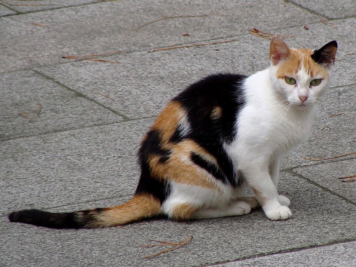 Come si chiama il gatto in sardo campidanese?