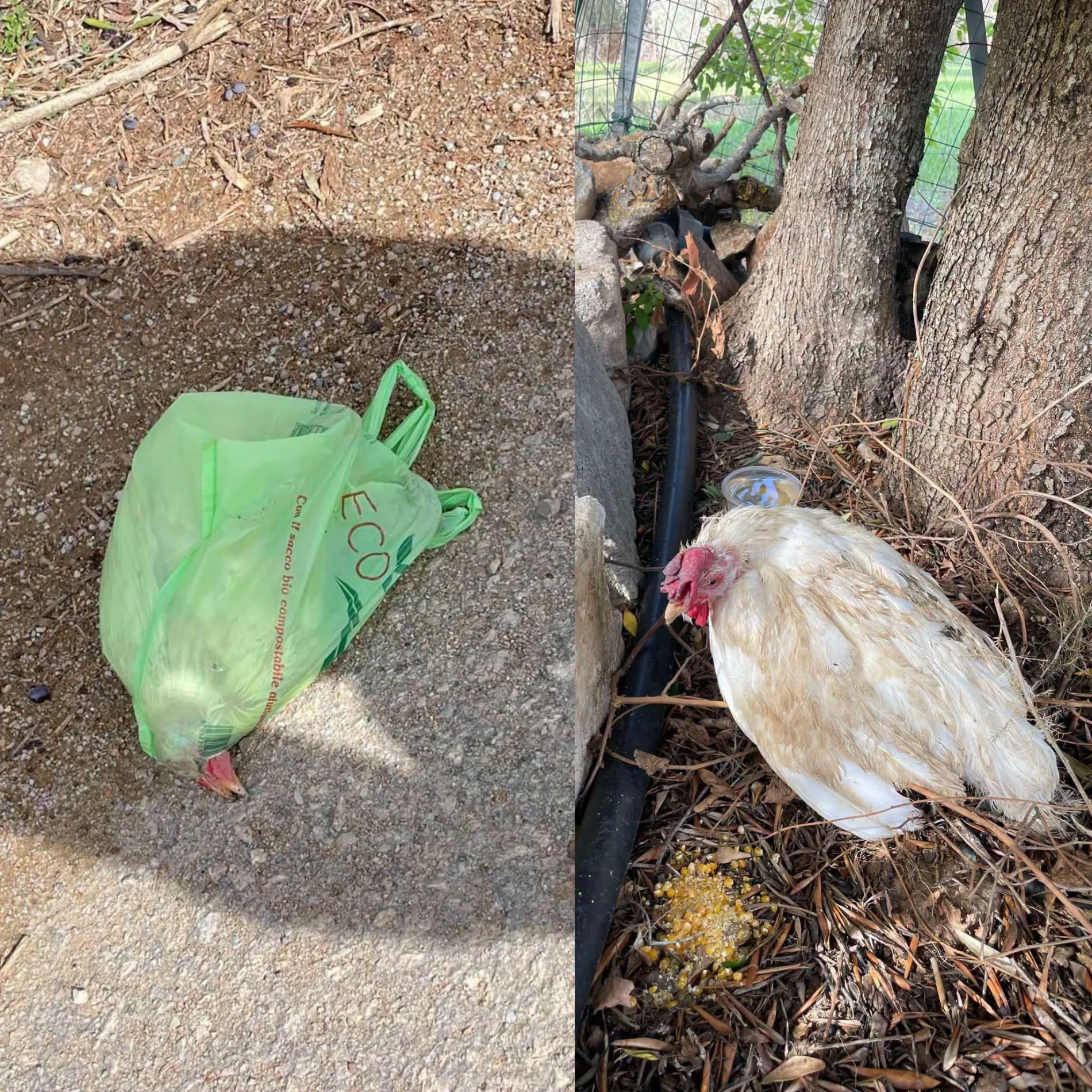 Alghero, gallina viva chiusa in una busta e abbandonata in strada: «Come si può arrivare a tanta crudeltà?»