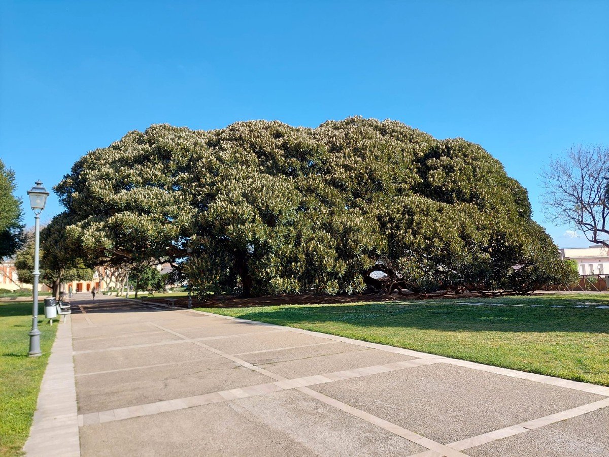 La maestosa storia verde di Cagliari: il mistero svelato dei leggendari ficus centenari dei Giardini Pubblici tra natura, bellezza e tutela